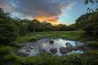 Galapagos giant tortoise gathering in small pond at sunset Genovesa Island-Galapagos Islands Art Print